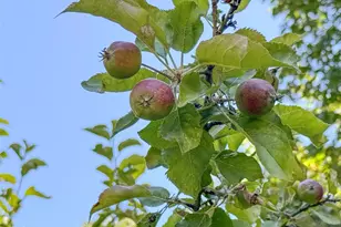 77 A Road Less Traveled, Sequim, WA 98382 - Photo 39