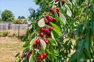 110 Cedar Crest Pl, Napavine, WA 98532 - Photo 29