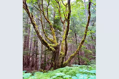 0 Xx Mountain Loop Highway, Granite Falls, WA 98252 - Photo 9