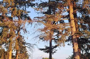 23831 384th Street SE, Enumclaw, WA 98022 - Photo 5