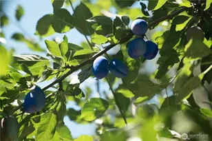 18109 236th Ave NE, Woodinville, WA 98077 - Photo 35