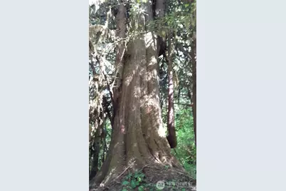 0 236Xxx Us-101, Port Angeles, WA 98363 - Photo 21