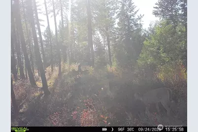 1733 Old Cc Road, Addy, WA 99101 - Photo 31