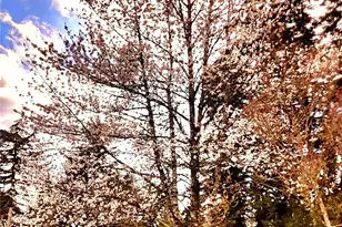 55 Church Rd, McCleary, WA 98557 - Photo 39