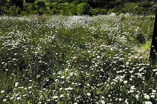 24507 Meridian Ave E, Graham, WA 98338 - Photo 33