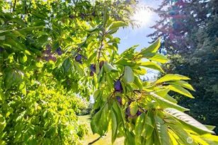 5824 Haddon Ln, Anacortes, WA 98221 - Photo 39