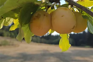 437 Woodpecker Ln, Friday Harbor, WA 98250 - Photo 27