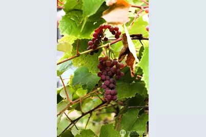 6439 S Clement Avenue, Tacoma, WA 98409 - Photo 7