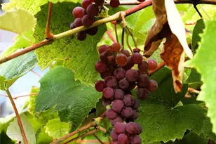 6439 S Clement Ave, Tacoma, WA 98409 - Photo 7