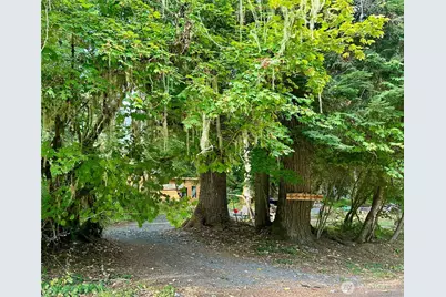 55918 317th Avenue E, Ashford, WA 98304 - Photo 1