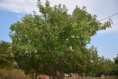 203 E Nevada Avenue, Roslyn, WA 98941 - Photo 7