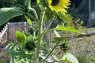 52 S Hemlock Ln, Port Angeles, WA 98362 - Photo 37