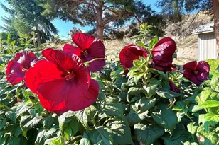 59G Copple Rd, Omak, WA 98841 - Photo 5