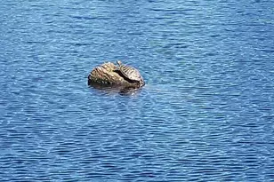 20 E Totten Pl, Shelton, WA 98584 - Photo 33