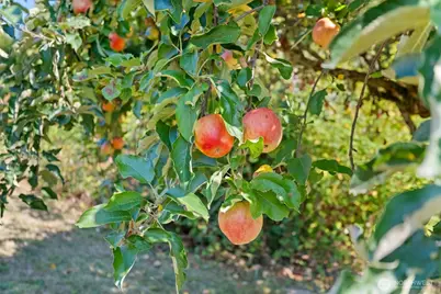 2169 Ponderosa Drive SE, Port Orchard, WA 98366 - Photo 33