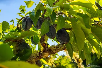 10320 SW Cove Road, Vashon, WA 98070 - Photo 21