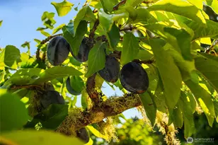 10320 SW Cove Rd, Vashon, WA 98070 - Photo 21