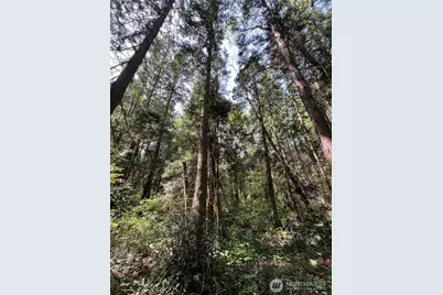 50 Acres Lincoln and Shintaffer Road, Blaine, WA 98230 - Photo 21