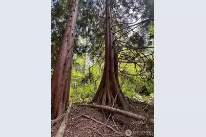 50 Acres Lincoln and Shintaffer Road, Blaine, WA 98230 - Photo 9