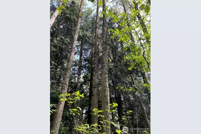 50 Acres Lincoln and Shintaffer Road, Blaine, WA 98230 - Photo 5