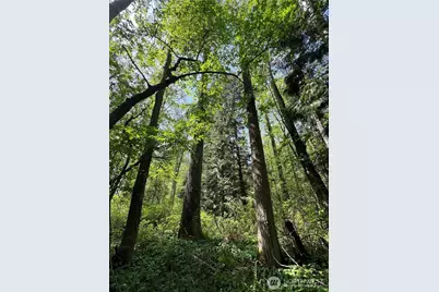 50 Acres Lincoln and Shintaffer Road, Blaine, WA 98230 - Photo 23