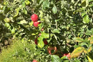 165 Swigert, Mossyrock, WA 98564 - Photo 21