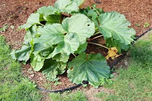 181 E Dabob Rd, Shelton, WA 98584 - Photo 39