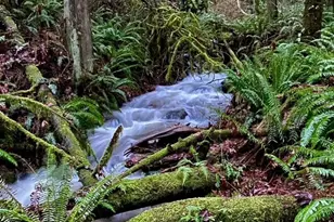 25115 SE 133rd Way, Issaquah, WA 98027 - Photo 33