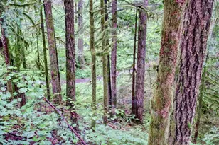 17 Schinn Canyon Circle, Deming, WA 98244 - Photo 3