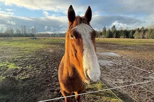 237 Collins Rd, Toledo, WA 98591 - Photo 3