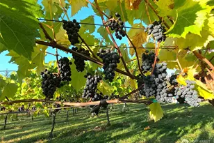 1673 Woodland Dr, Port Townsend, WA 98368 - Photo 7