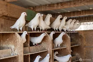 1461 Sheffield Rd, Mesa, WA 99343 - Photo 37