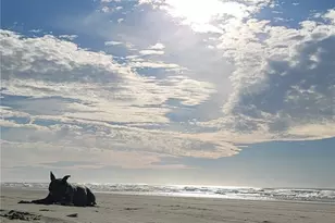 32805 G St, Ocean Park, WA 98640 - Photo 35