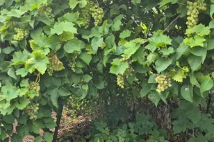 2323 Olympia Ave NE, Olympia, WA 98506 - Photo 21