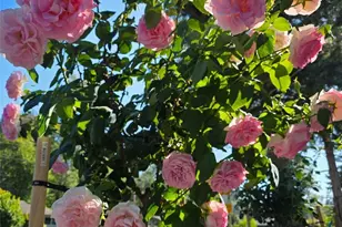 29317 44th Pl S, Auburn, WA 98001 - Photo 25