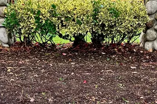 2104 151st Pl SW, Lynnwood, WA 98087 - Photo 31