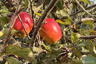 3222 Old Olympic Highway, Port Angeles, WA 98362 - Photo 29