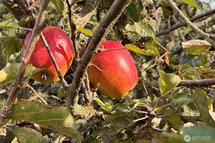 3222 Old Olympic Hwy, Port Angeles, WA 98362 - Photo 29