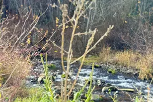 111 Tamarack Ln, Dayton, WA 99328 - Photo 35