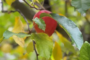 111 Tamarack Ln, Dayton, WA 99328 - Photo 33