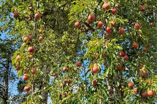 16314 160th St NW, Gig Harbor, WA 98329 - Photo 7