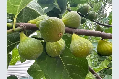 18731 116th Avenue E, Puyallup, WA 98374 - Photo 31