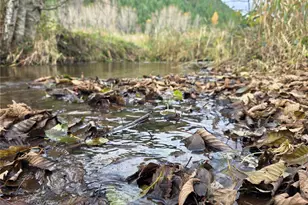 8442 US Hwy 12, Glenoma, WA 98336 - Photo 31