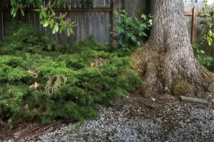 4111 164th Street SW, Lynnwood, WA 98087 - Photo 19