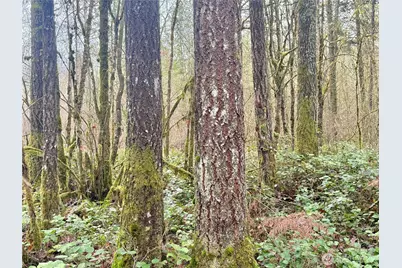 298 Boone Road, Toledo, WA 98591 - Photo 3