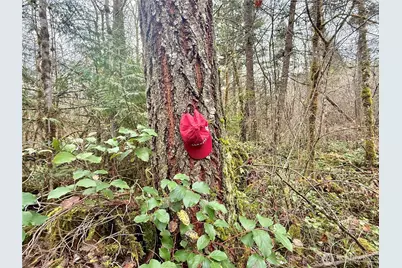 298 Boone Road, Toledo, WA 98591 - Photo 31