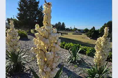 52 Libby Street, Sequim, WA 98382 - Photo 33