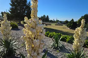 52 Libby St, Sequim, WA 98382 - Photo 33