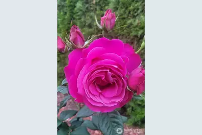 18727 145th Street E, Bonney Lake, WA 98391 - Photo 31