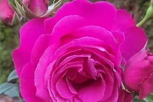 18727 145th St E, Bonney Lake, WA 98391 - Photo 31